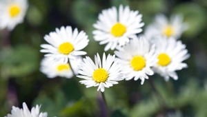 Počasie sa zbláznilo. Namiesto snehu, kvety