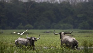 Lovec zabil byvola. Pri nakladaní do auta ho napadol ďalší zo stáda a smrteľne zranil