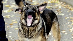 Viktora (12) pohrýzol vlčiak