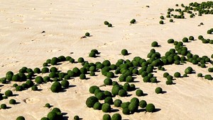 Rozruch na pláži v Sydney! Oceán vyplavil stovky zelených gulí