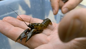 Stovky dezorientovaných rakov v centre strediska. Nikto nevie, ako sa tam dostali