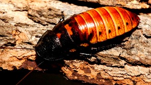 Českých turistov prekvapila nečakaná návšteva: Hotelovú izbu im obsadili šváby