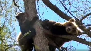 Medvedica s dvomi mláďatami na strome. Priamo v centre Starého Smokovca