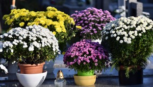 Pozrite si, ako sa cintoríny na Slovensku zmenili na nádherné pietne miesta s vyzdobenými hrobmi