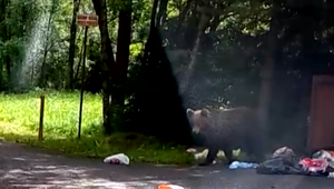 Roky márne bojujú s medveďmi v obytných zónach.  Mesto plánuje osloviť o pomoc premiéra