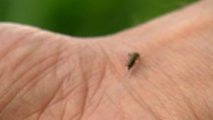 Smrteľný vírus v obľúbenej dovolenkovej destinácii: Úrady varujú turistov, pozor na komáre