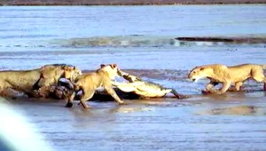 VIDEO. Dramatický súboj levov s krokodílom. Korisťou je kus slona
