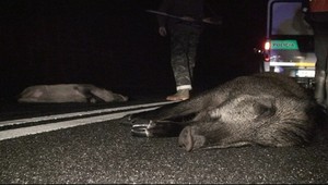 Päť mŕtvych diviakov, črepy, odpadnutá ŠPZ-tka...