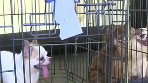 Boli kŕmené starým chlebom, žili vo vlastných výkaloch. Približne 80 psíkov bolo zachránených