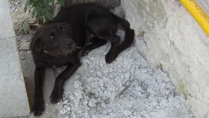 Stratila sa fenka Amálka! Pomôžte ju nájsť