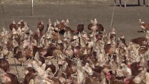 Na Záhorí majú modernú farmu. Sliepky, ktoré na nej chovajú sú vraj šťastné