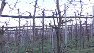 Úroda ovocia na Slovensku bude slabšia. Pre mrazivé noci viac ako polovica stromov nezarodí