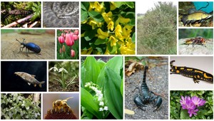 Jesienka, narcis či strehúň. Toto sú jedovaté rastliny a živočíchy Slovenka