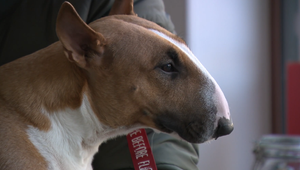 Nebezpečný parazit ohrozuje hlavne šteniatka a staršie psy. V bezpečí nie sú ani ľudia