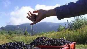 Strážca prírody šokoval. V piatom stupni ochrany zbieral čučoriedky, ktoré ho stáli zamestnanie