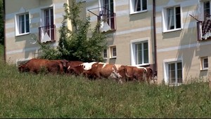 Spálňa či maštaľ? Vedľa bytovky sa pasú kravy