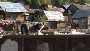 Odstrašujúca brutalita. Psa surovo zabil a zjedol!