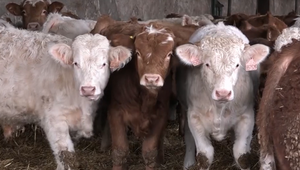 Nový výskyt slintačky a krívačky? V okrese Galanta zasadá krízový štáb, čakajú na výsledky testov