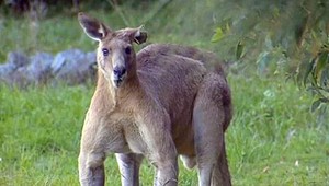 Neznámy vírus zabíja austrálske klokany. Uhynuli už milióny