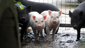 Prasatá môžu prepadať pesimizmu, tvrdia vedci