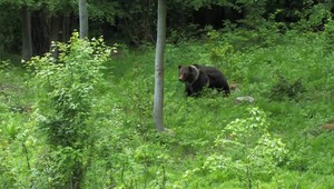 V ovocnom sade zaútočila na ženu medvedica. Na mesto vyslali záchranársky vrtuľník