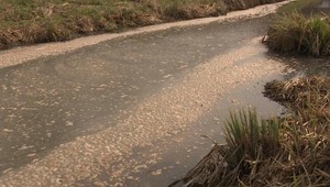 Splaškové vody pri Senici znečisťujú potok. Ubúdajú vzácne živočíchy, pomoc štátu je v nedohľadne