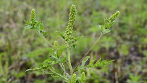 Sezóna ambrózie je tento rok horšia. Najmä kvôli daždivému počasiu