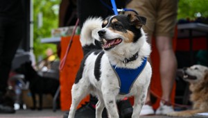Pozitívna správa z Tatier: Turisti so psíkmi sa stali príkladom pre ostatných