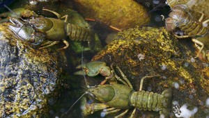 Masívny úhyn rakov v rieke: Ochranárom ostali len oči pre plač