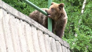 Na jednom videu zachytili 12 medveďov. Ľudia z okolia Pribiliny majú zo šeliem stále strach