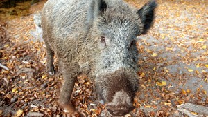 Diviak sa prechádzal po obci, zahnal ho jazvečík