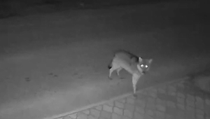 V dvoch obciach sa objavil vlk. Zviera sa potulovalo medzi domami