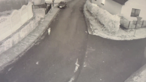 Veterinár mal usmrtiť 11-mesačné šteňa kvôli agresivite. Prípad vyšetruje enviro polícia