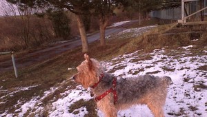 Ronny zmizol bez stopy, nálezcu čaká odmena