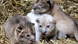 V americkej zoo sa narodilo biele levíča