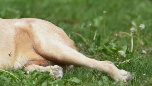 Opitý muž vyhodil psa zo štvrtého poschodia. Dôvod vás prekvapí