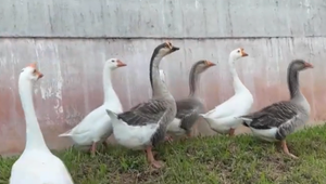 Husia hliadka stráži väznicu. V prípade pokusu trestanca o útek spustia hlasný gagot