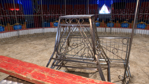 Cirkusy budú musieť prispôsobiť svoj program. Niektoré zvieratá už v nich budete hľadať márne