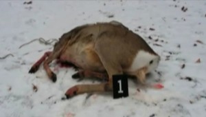 Pytliak zastrelil gravidnú srnu