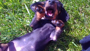 Nevideli ste čiernu fenku jazvečíka? Stratila sa na Pstruši!