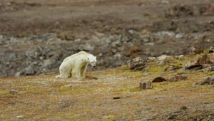 VIDEO: Vymierajú ľadové medvede a s nimi celý polárny ekosystém