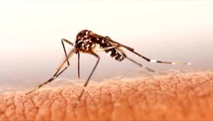 Ako sa chrániť pred komármi? Zabudnite na voňavú kozmetiku