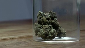 Prezidentka omilostila odsúdených na dlhoročné tresty za pestovanie marihuany