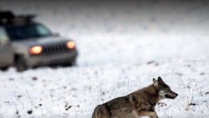 Vodič zrazil na ceste vlka. Keď to nahlásil, nasledovala hotová procedúra