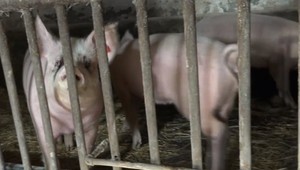 Africký mor ošípaných postavil odborníkov na nohy. Prijali radikálne opatrenia