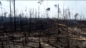 Amazonský prales už zachraňujú aj štáty združenia G7 či oscarový herec Di Caprio