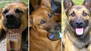 VIDEO: Stratili sa psíci z Vychylovky. Pomáhali aj pri kalamite