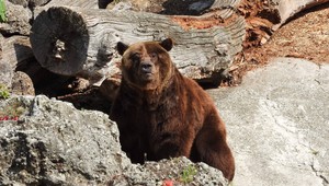 Medvede zablúdili medzi ľudí