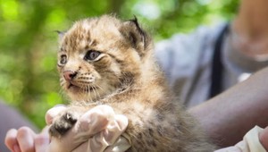 Prvé mláďatá po 200 rokoch majú slovenské korene