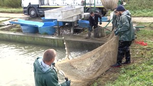 Rybári začali s výlovom vianočných rýb, ceny sa môžu tento rok zvyšovať